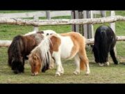 Húsvéti sokadalom a vadvédelmi mentőközpontban…