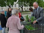 Tízezer virágpalántát osztottak szét a képviselők…