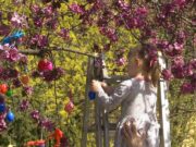 Tojásfa díszítés a Kossuth téren…