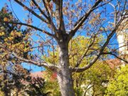 Mindenkit szeretettel várunk csütörtökön (04.14.) tojásfa díszítésre a Kossuth t…