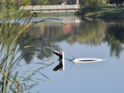 Ford hattyú a Kurcán…