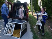 A tegnapi kóborló kutyákról…