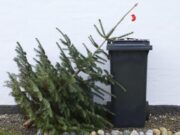 Két alkalommal szállítják el a fenyőfákat…