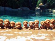 Május 29-én a Kossuth téren 11.30-14 óráig Interaktív kutyás program :)…