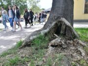 Vigyázat darazsak, de nem veszélyesek!…