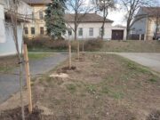 Facsemeték!
Kedves szentesiek!
Bizonyára sokan észrevették, hogy a Művelődési…