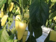 A szervezetnek mindig kell az egészséges vitamin…