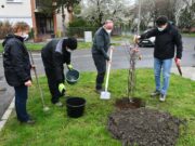 25 liliomfával gazdagodnak a szentesi parkok, utcák, terek…
