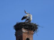 Benépesült a Gólyás-ház fészke…