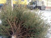 Ünnepek után indul a fenyőjárat – tájékoztató a fenyőfagyűjtés rendjéről…