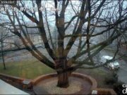 Webkamerán az Olimpiai tölgy Szentesen…