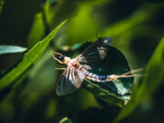 Katonák helyett, most a tiszavirágok lepték el a műszaki ezred vízi gyakorlóteré…