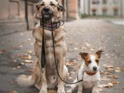 Felhívás ebtartóknak…