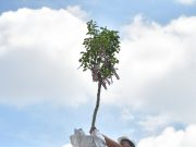 Bokrétaünnep a DélKerTÉSZ-nél…