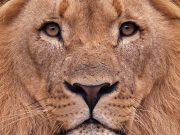 Birkózó-világbajnokság Budapesten, a Papp László Sportarénában október 20-tól 2…