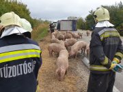 Sertéseket szállító kamion borult fel a szentesi elkerülőn. Teljes az útzár….