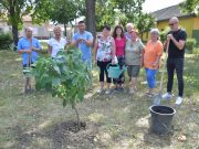 Kései végzetfát ültetett az ÖKO KLUB…