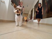 Nem mondható, hogy a kutya sem megy a múzeumba…