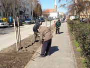 Megújult a József Attila utcán a fasor…