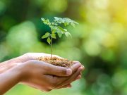 Lakossági tájékoztató a fás szárú növénypótlások Önkormányzati támogatásáról…