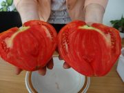 Amit a bolgár paradicsomfajtákról tudni kell!…