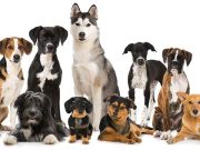 Ebösszeírás Szentesen…