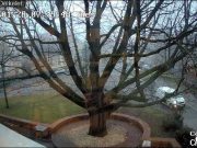 Webkamerán az Olimpiai tölgy Szentesen…