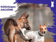 Újévi ingyenes kutya ovi…