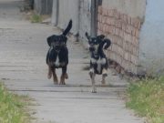 Lakossági tájékoztató kóbor ebekkel kapcsolatban…