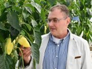 Messze földre viszi a paprikát…