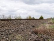 Lelőtték Nikót, a 4 éves border collie-t Szegváron…