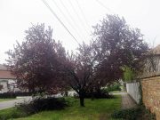 Indul az őszi gallyazás!…