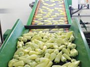 A szentesi és az import étkezési paprika C-vitamin tartalmának értékelése…