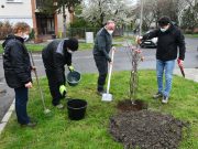 Huszonöt magnóliafa szépíti a várost…