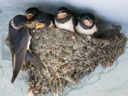 Óriási bírságot kaphat, aki leveri a fecskefészket…