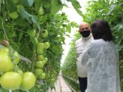 Reneszánszát éli a vitamindús és hasznos táplálkozás…