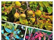 Szentesi Fotósok Képei Fogadják szeretettel Kocsis Ferenc képeit Szentesről!…