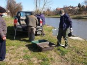 Gyérítik a törpeharcsákat…