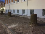 Elkezdődött a Hajdú Lajos utcai fák cseréje…