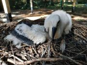 Már esznek és hangosan kelepelnek a megmentett kisgólyák…