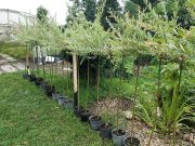 Lakossági tájékoztató a fás szárú növénypótlások önkormányzati támogatásáról…