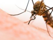 A tűző napon is marnak a szúnyogok…