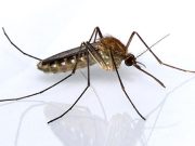 Itt a magyarázat, hogy miért nem irtják a szúnyogokat…