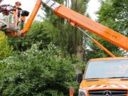 Útlezárás várható a Kiss Zsigmond utcán fakivágás miatt…