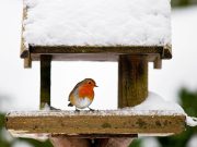 Madáretetés télen…