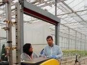 Robotok is munkába állnak az Árpád üvegházaiban…