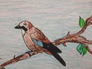 Magyarország madarai, pályázat általános iskolásoknak !…