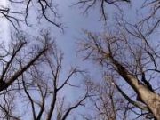 Hősök-Erdeje múltja, jelene és jövője (I. hely)…