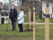 Több mint 200 fát ültetnek el a városban…