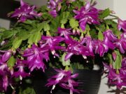 A karácsonyi kaktusz gondozása…